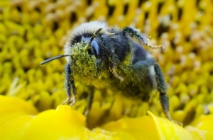 Bees and Pollen